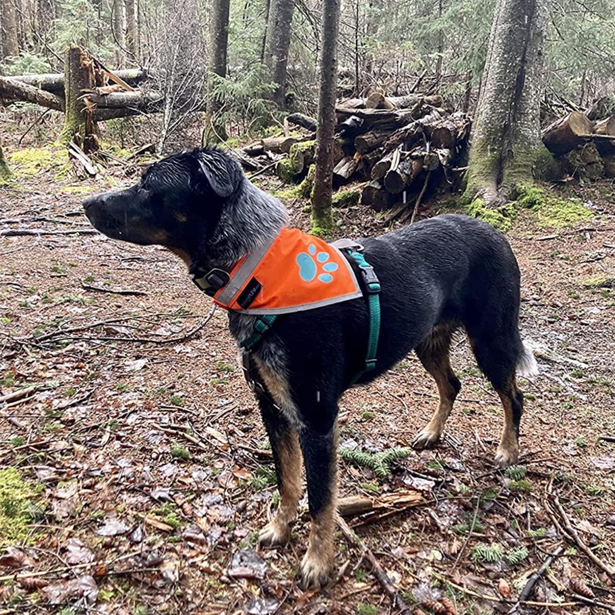 Reflective Dog Bandana Hi-Vis Orange Large
