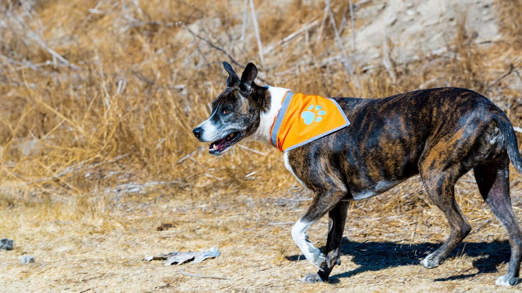 Large Hi-Vis Orange Reflective Dog Bandana Ravli