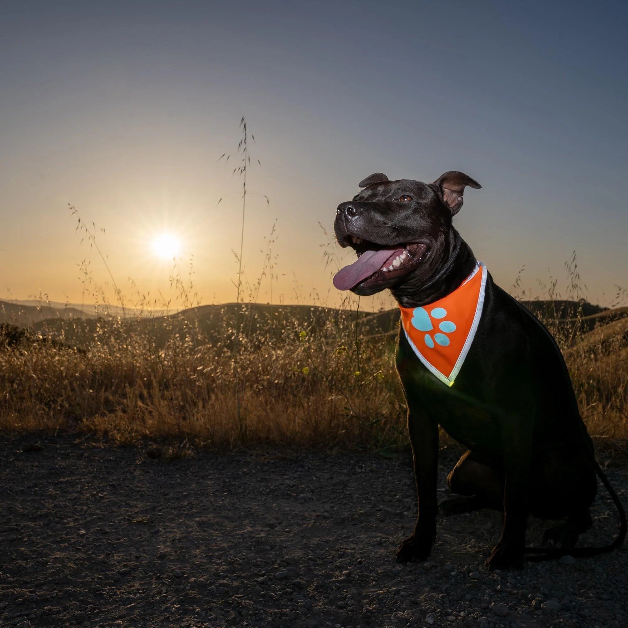 Large Hi-Vis Orange Reflective Dog Bandana Ravli